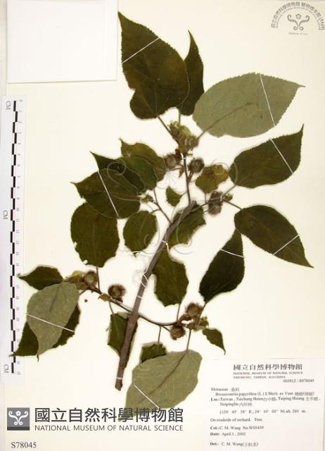 構樹藏品圖，第1張