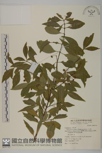 大丁黃藏品圖，第1張