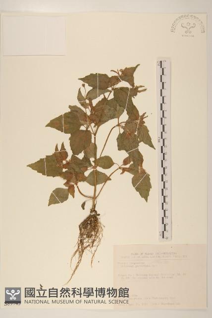 小米菊藏品圖，第1張