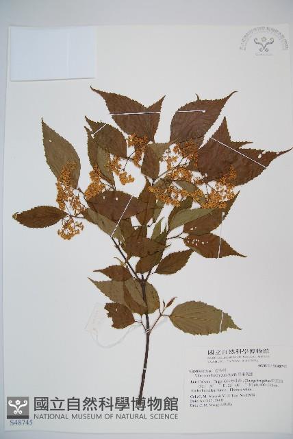 呂宋莢迷藏品圖，第1張