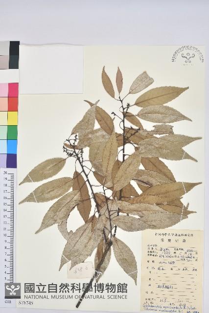 細葉青剛、黑稠、黑櫟、小葉青剛藏品圖，第1張