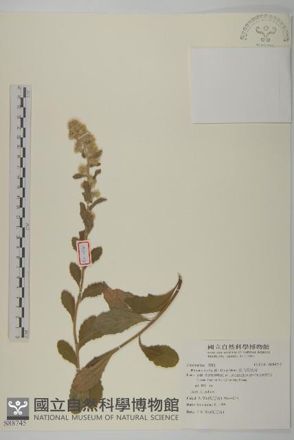 柔毛艾納香藏品圖，第1張