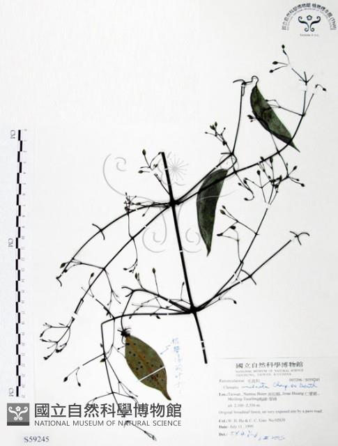 柱果鐵線蓮藏品圖，第1張