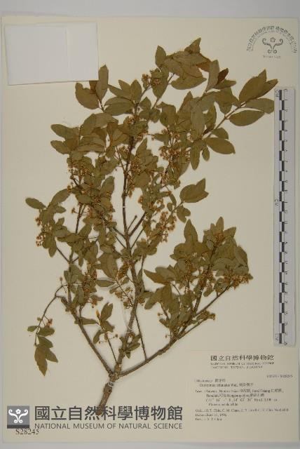 刺果衛矛藏品圖，第1張