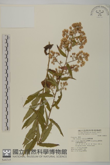 臺灣馬蘭藏品圖，第1張