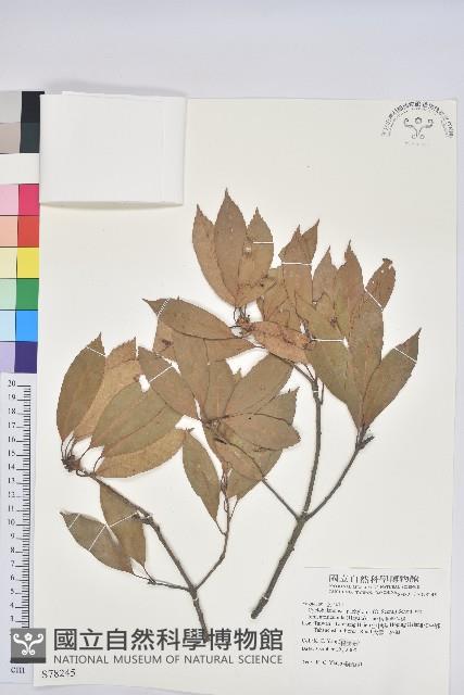 絨毛金斗椆藏品圖，第1張