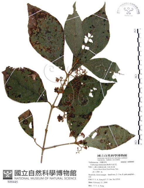 杜虹花，台灣紫珠藏品圖，第1張