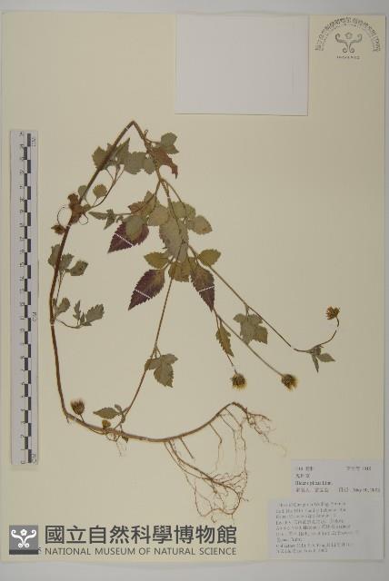 白花鬼針藏品圖，第1張