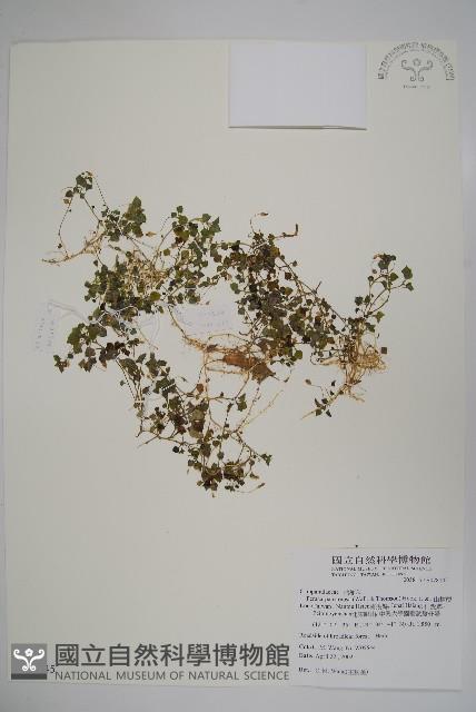 山桔梗藏品圖，第1張