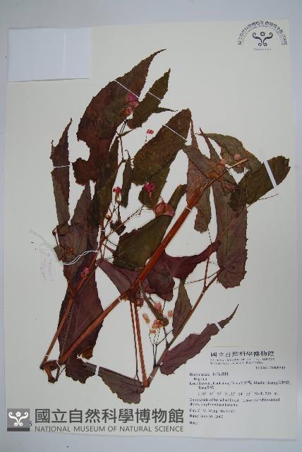 登錄號:S069345藏品圖，第1張