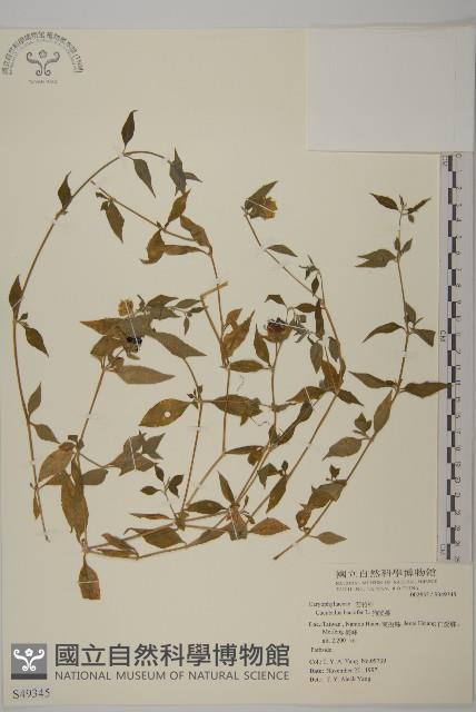 狗筋蔓藏品圖，第1張