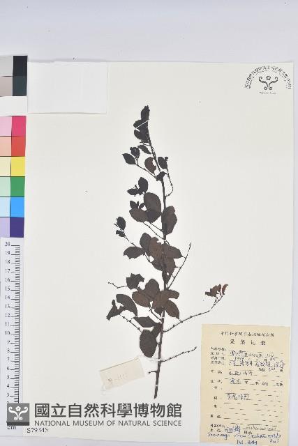 白飯樹藏品圖，第1張