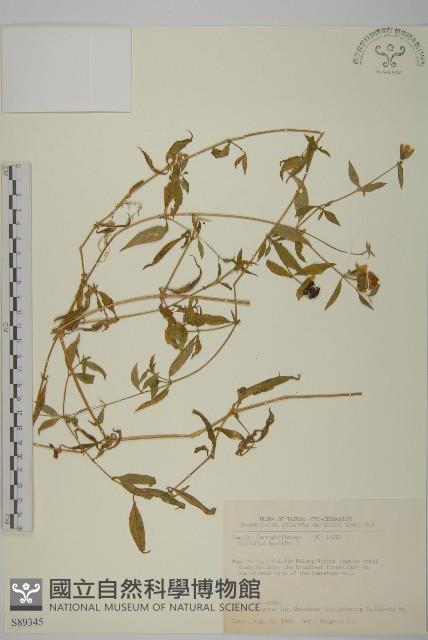 狗筋蔓藏品圖，第1張