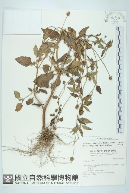 金鈕釦藏品圖，第1張