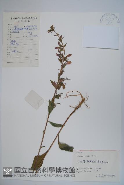 江南山梗菜藏品圖，第1張