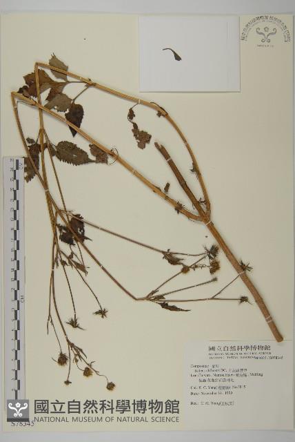 大花咸豐草藏品圖，第1張