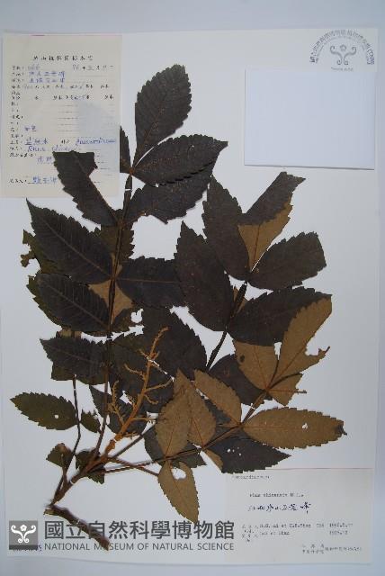 鹽膚木藏品圖，第1張