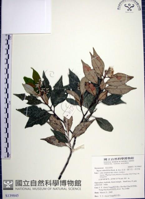 紅皮、葉下白、赤仔尾藏品圖，第1張