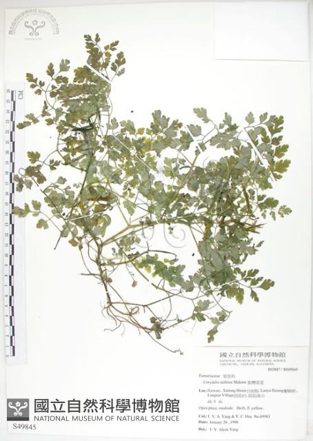 臺灣黃菫藏品圖，第1張