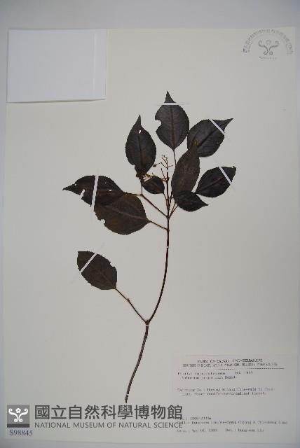 高山莢迷藏品圖，第1張