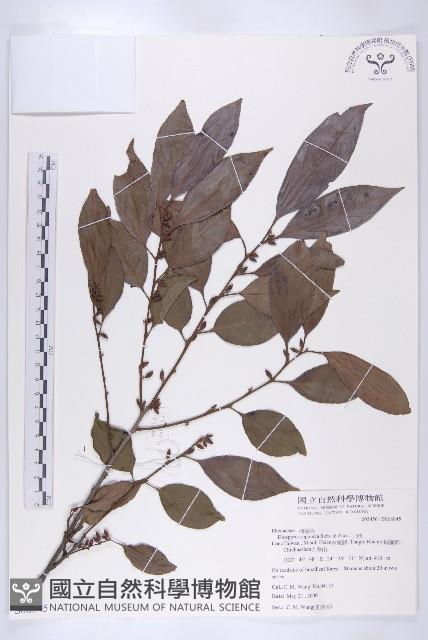 山柿, 山豆柿藏品圖，第1張