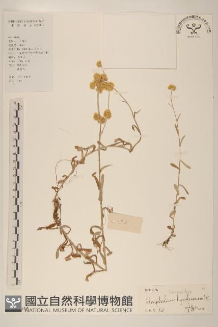 秋鼠麴草藏品圖，第1張