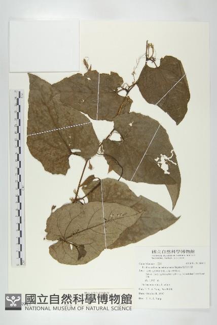 芋葉括樓藏品圖，第1張