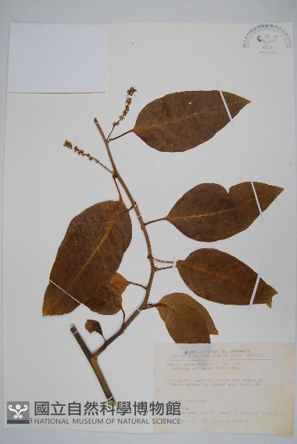 多子漿果莧藏品圖，第1張