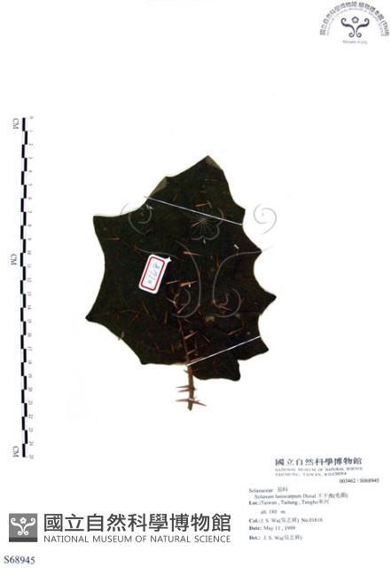 羊不食、毛茄藏品圖，第1張