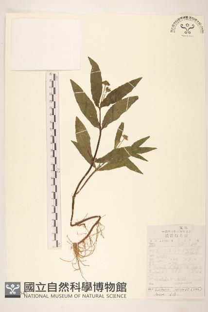 蟛蜞菊藏品圖，第1張