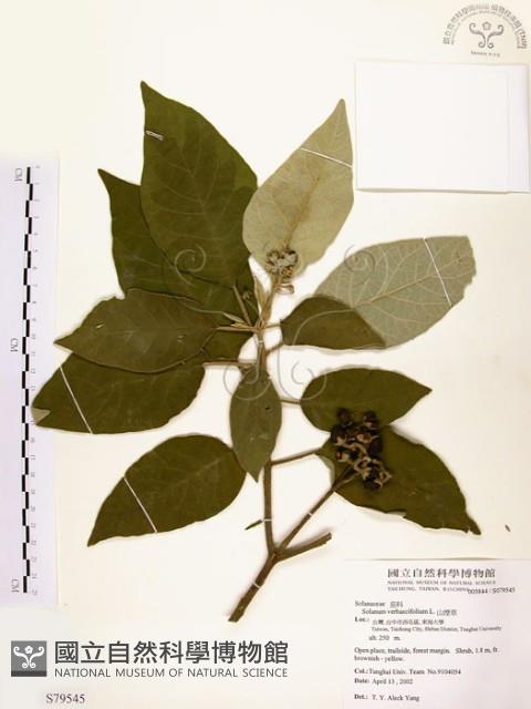 山煙草藏品圖，第1張