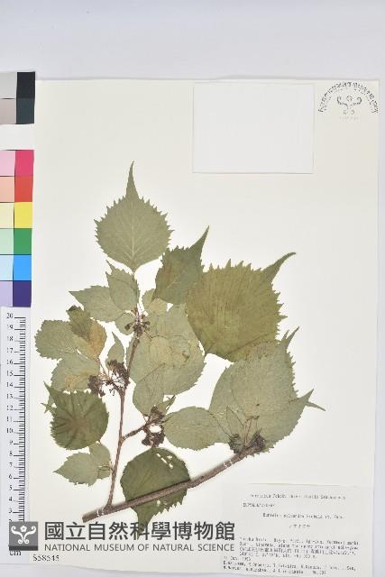 登錄號:S058545藏品圖，第1張