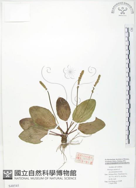 車前草藏品圖，第1張