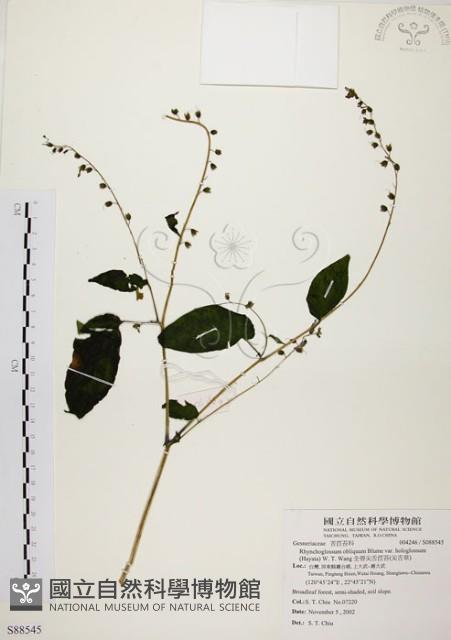 尖舌草、全唇尖舌苣苔藏品圖，第1張