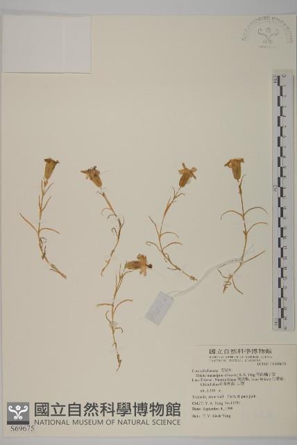 高山蠅子草藏品圖，第1張