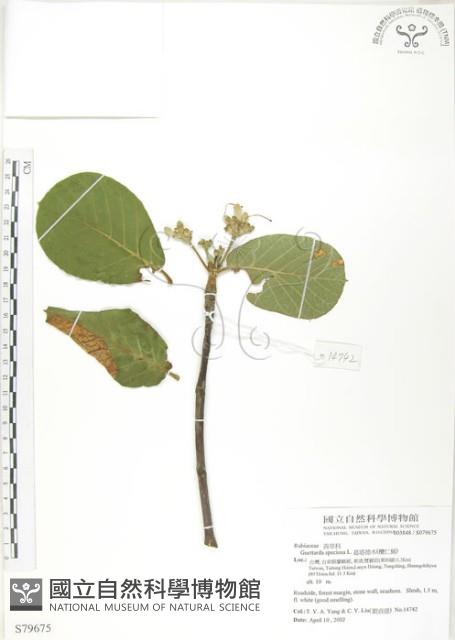 葛塔德木、欖仁舅藏品圖，第1張