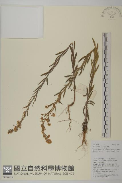 粘毛假蓬藏品圖，第1張