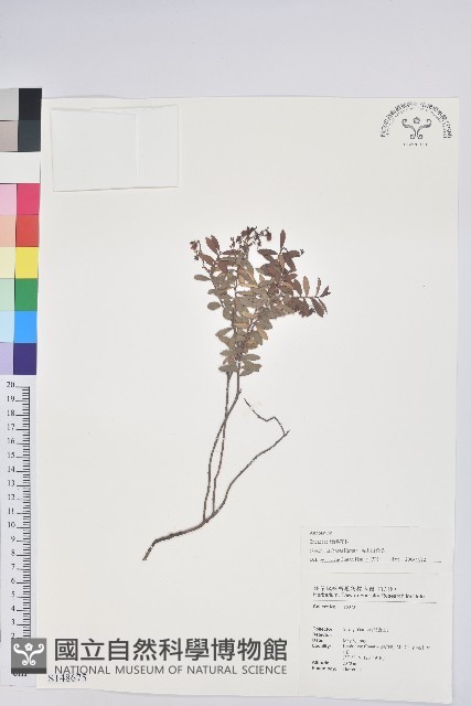 高山白珠樹藏品圖，第1張