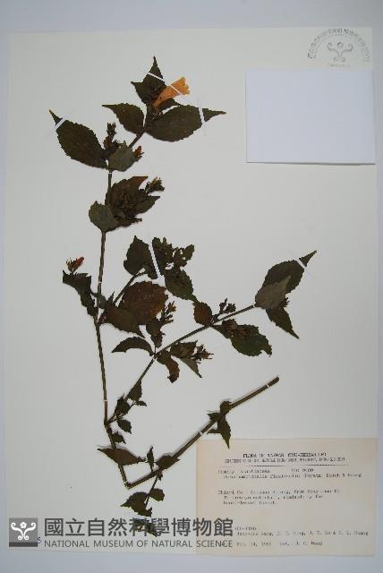 曲莖馬藍藏品圖，第1張