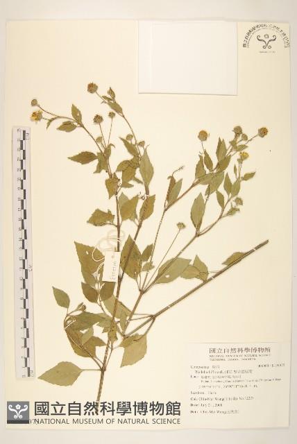 雙花蟛蜞菊藏品圖，第1張