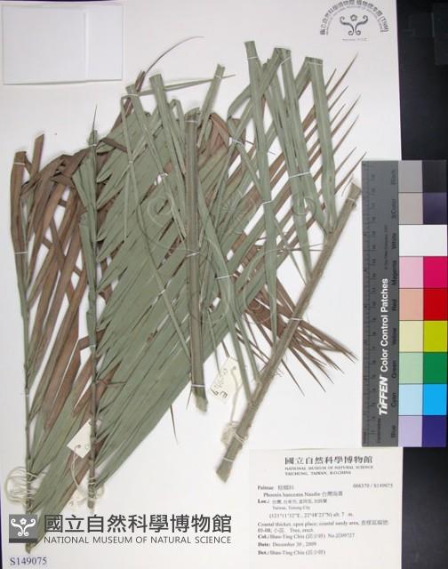 台灣海棗藏品圖，第1張