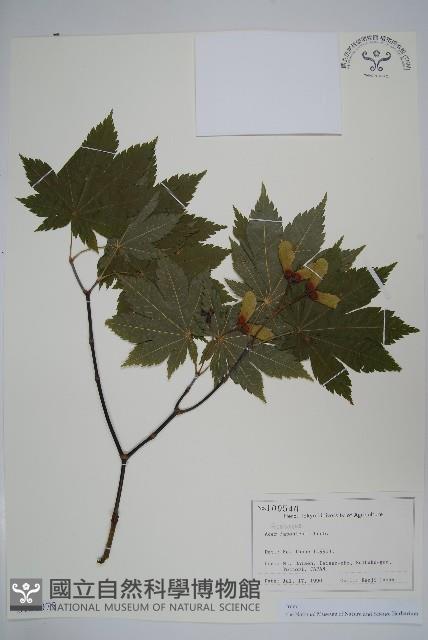 團扇槭藏品圖，第1張