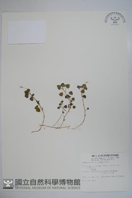 山桔梗藏品圖，第1張