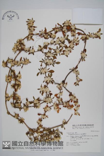 匙葉蓮子草藏品圖，第1張