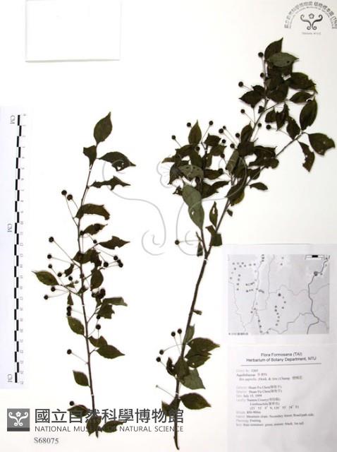 燈稱花、烏雞骨藏品圖，第1張