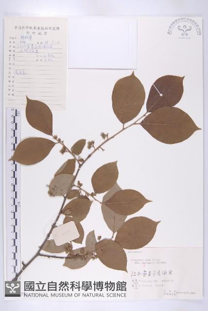 油柿藏品圖，第1張