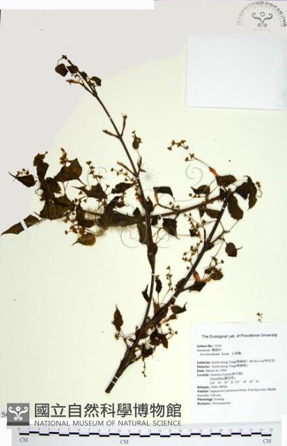 尖葉槭藏品圖，第1張