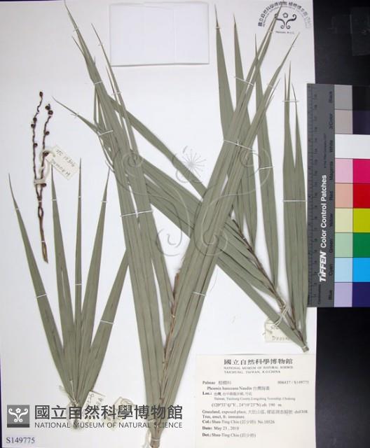 台灣海棗藏品圖，第1張