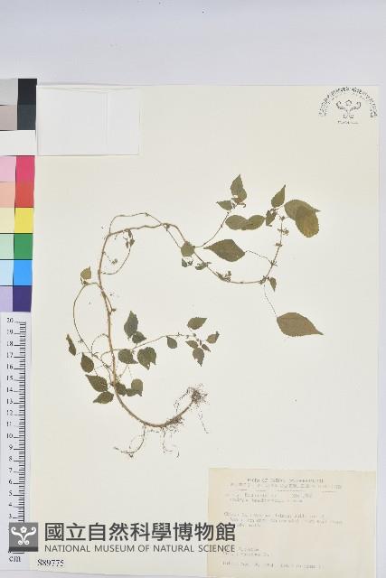 短序鐵莧菜藏品圖，第1張