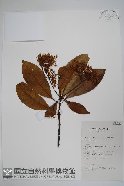 齒葉東北南星藏品圖，第1張